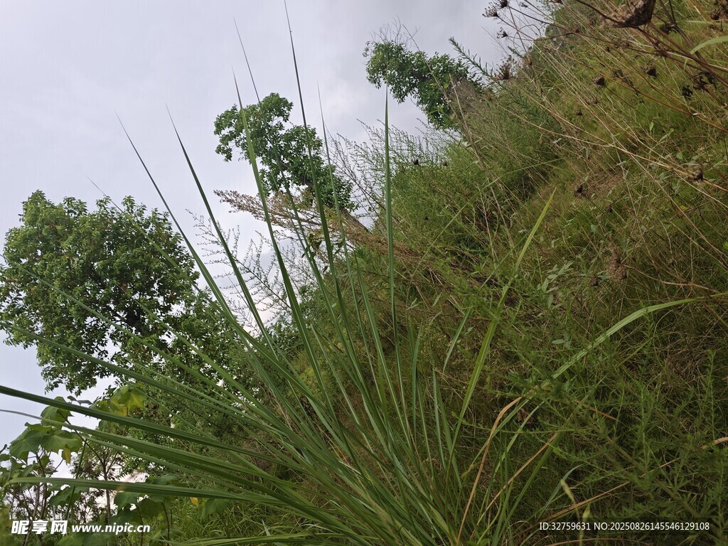 野外草地與樹木景觀