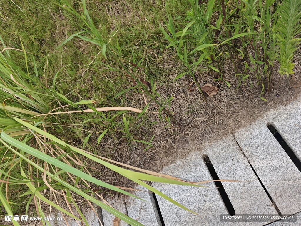 木質(zhì)步道旁的翠綠草叢