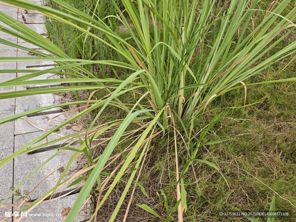 翠綠茂盛的長條狀綠植