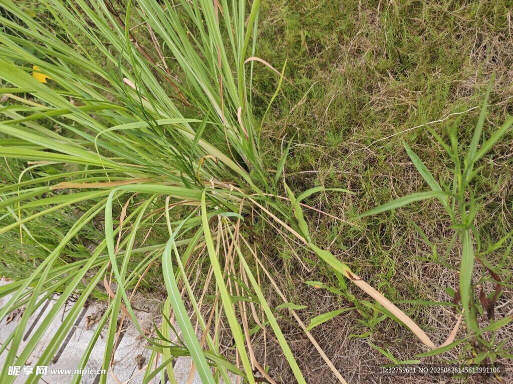 地面上的綠色草叢