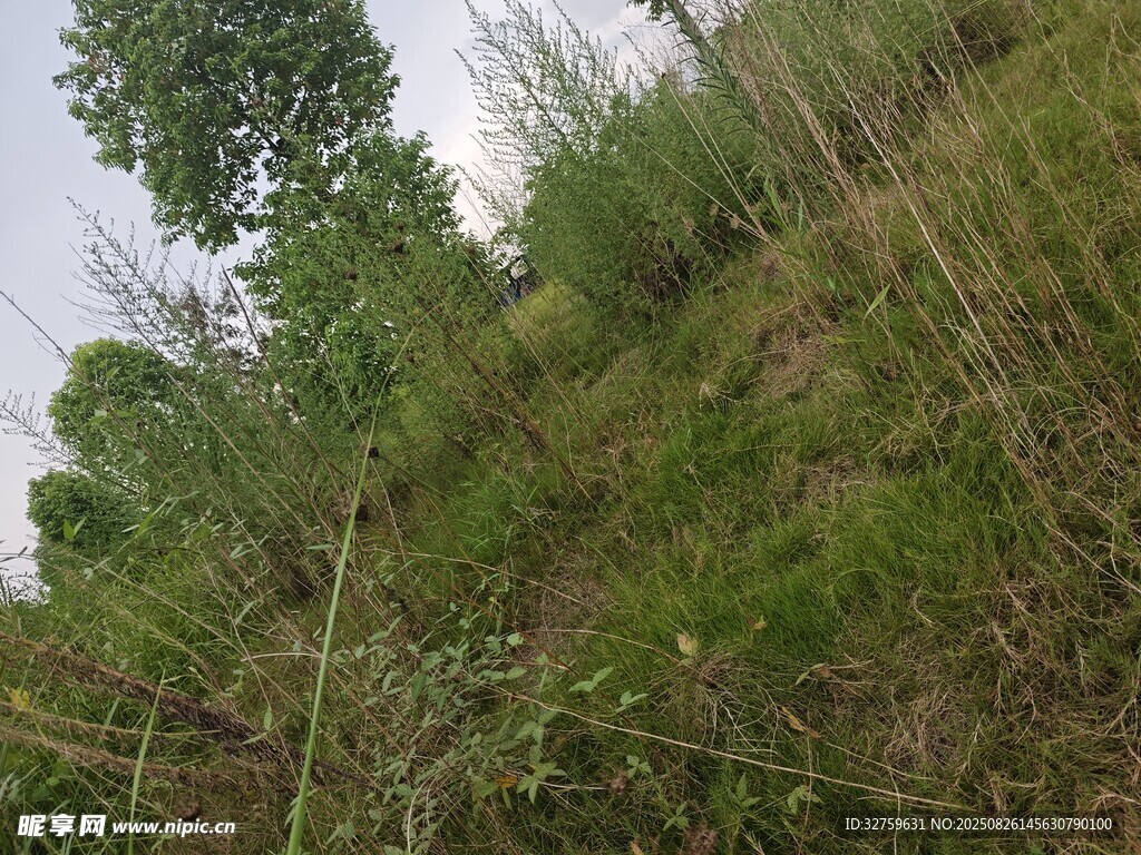 綠意盎然的野外植被景觀
