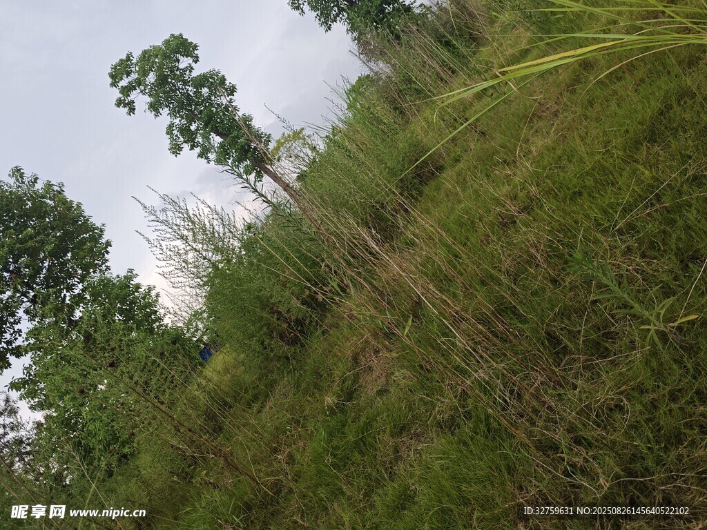 野外草地樹(shù)林自然景象