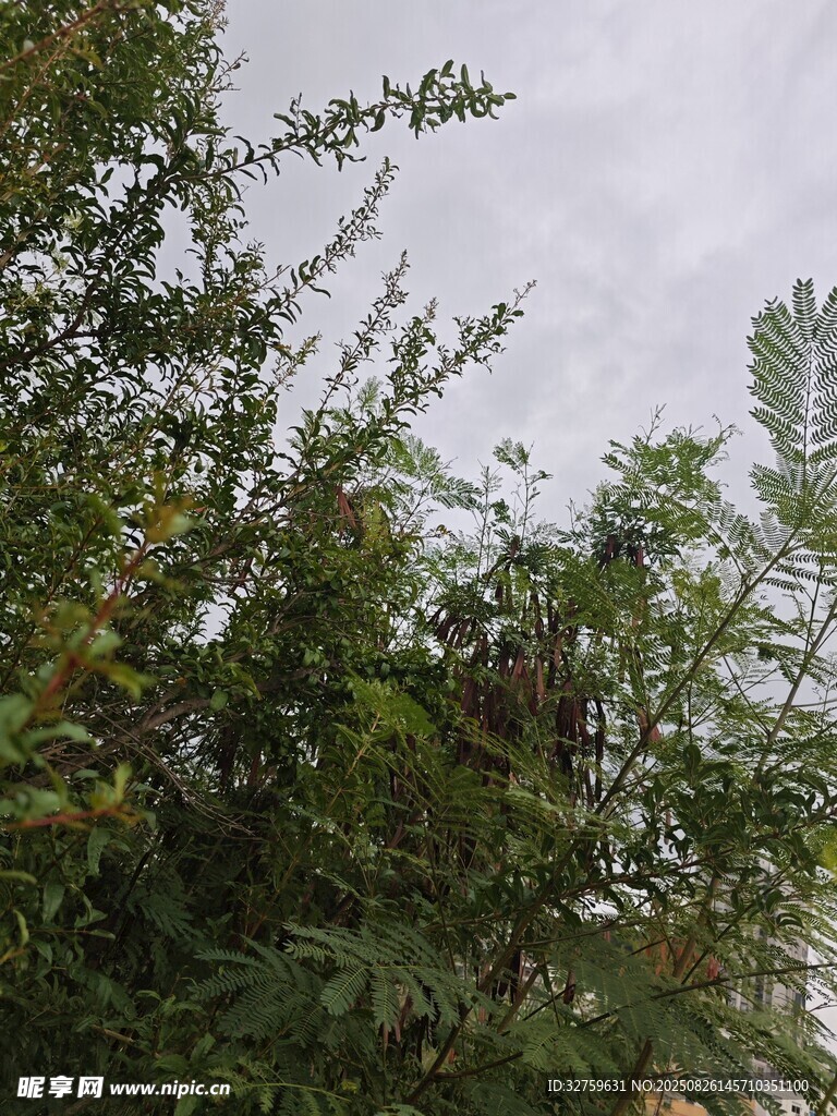 枝葉繁茂的綠植景觀
