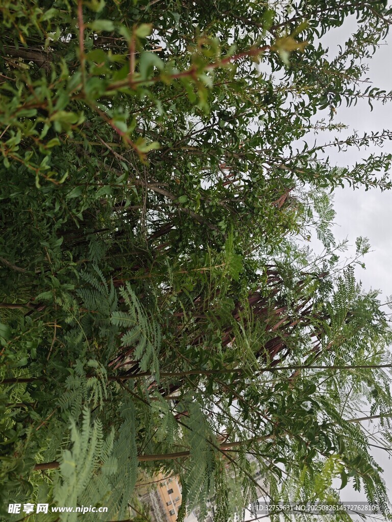 枝葉間的小鳥