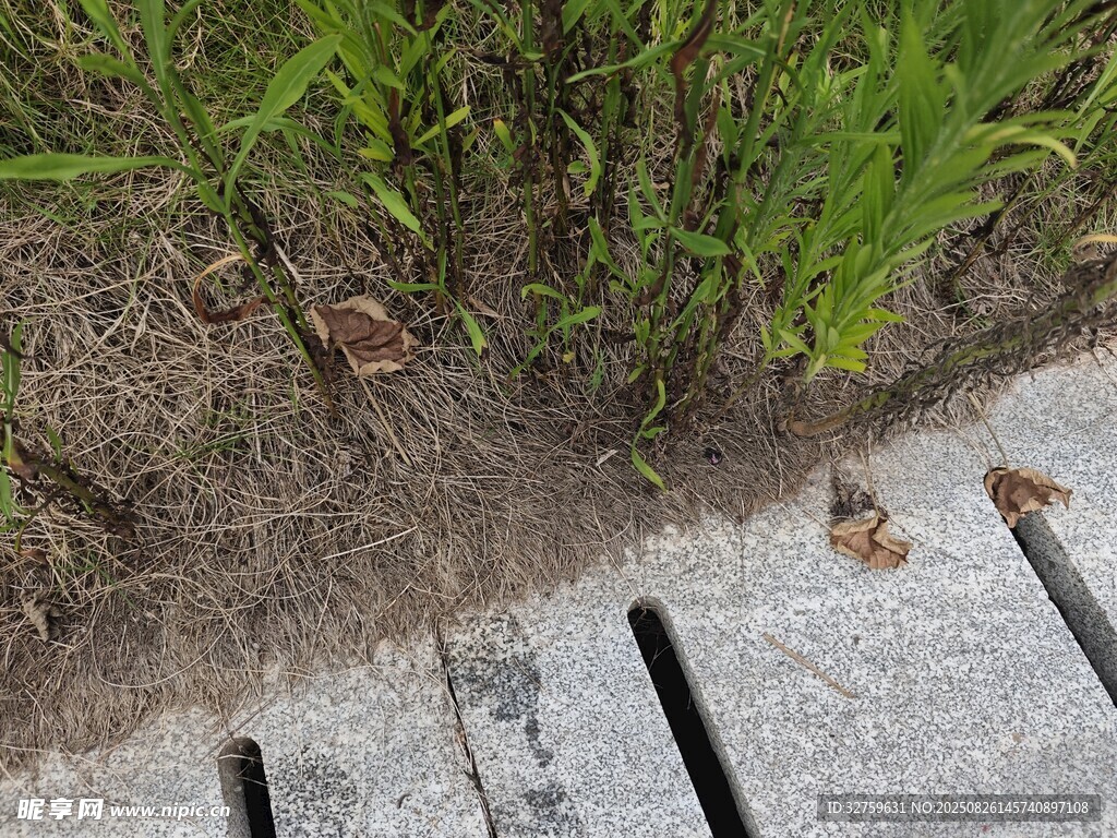 石板旁草叢中的枯葉
