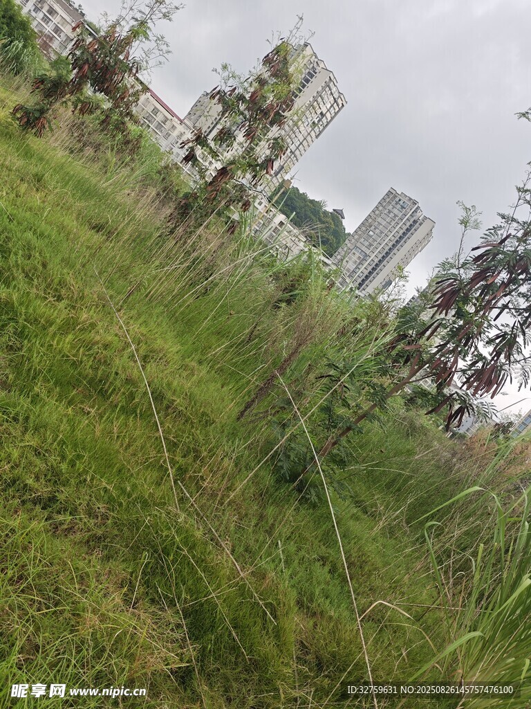 城市邊的繁茂草地景觀