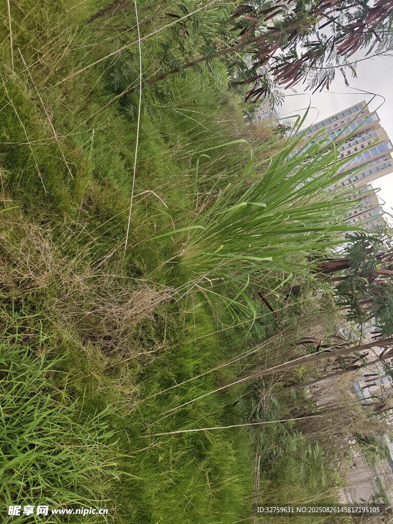 戶外草地與綠植景觀