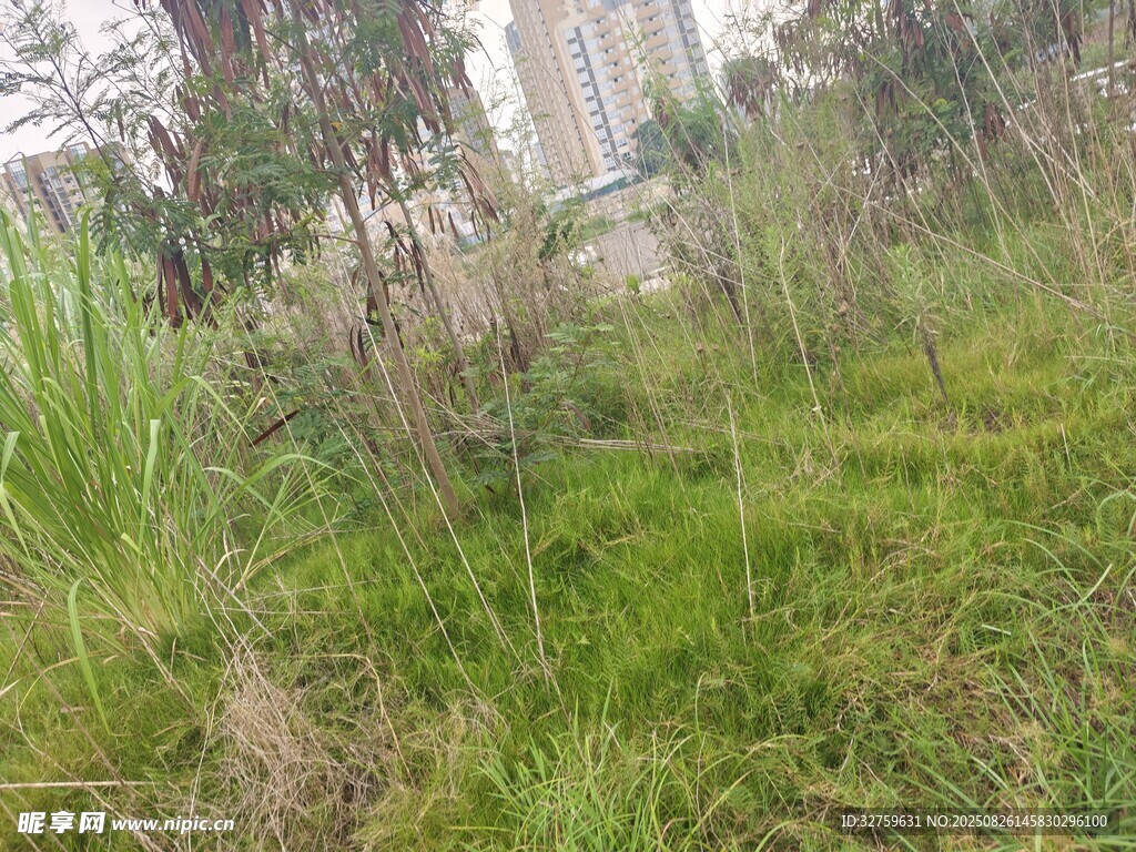 戶外草地樹林自然景致