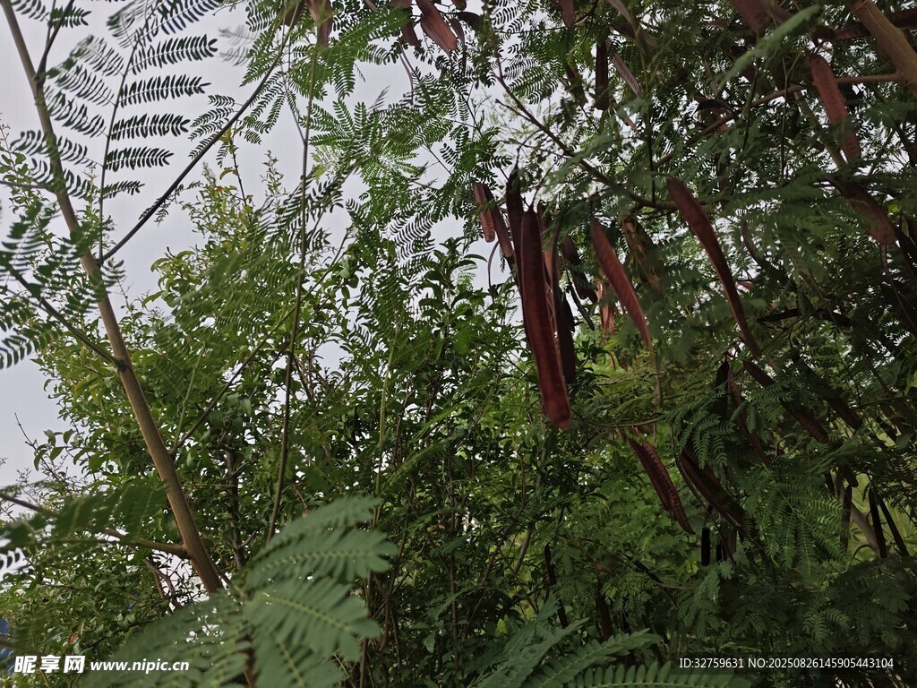 繁茂綠植間的城市建筑一角