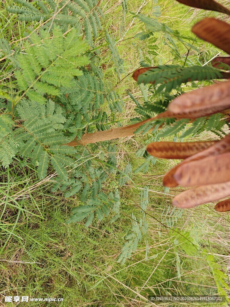 蕨類植物特寫(xiě)
