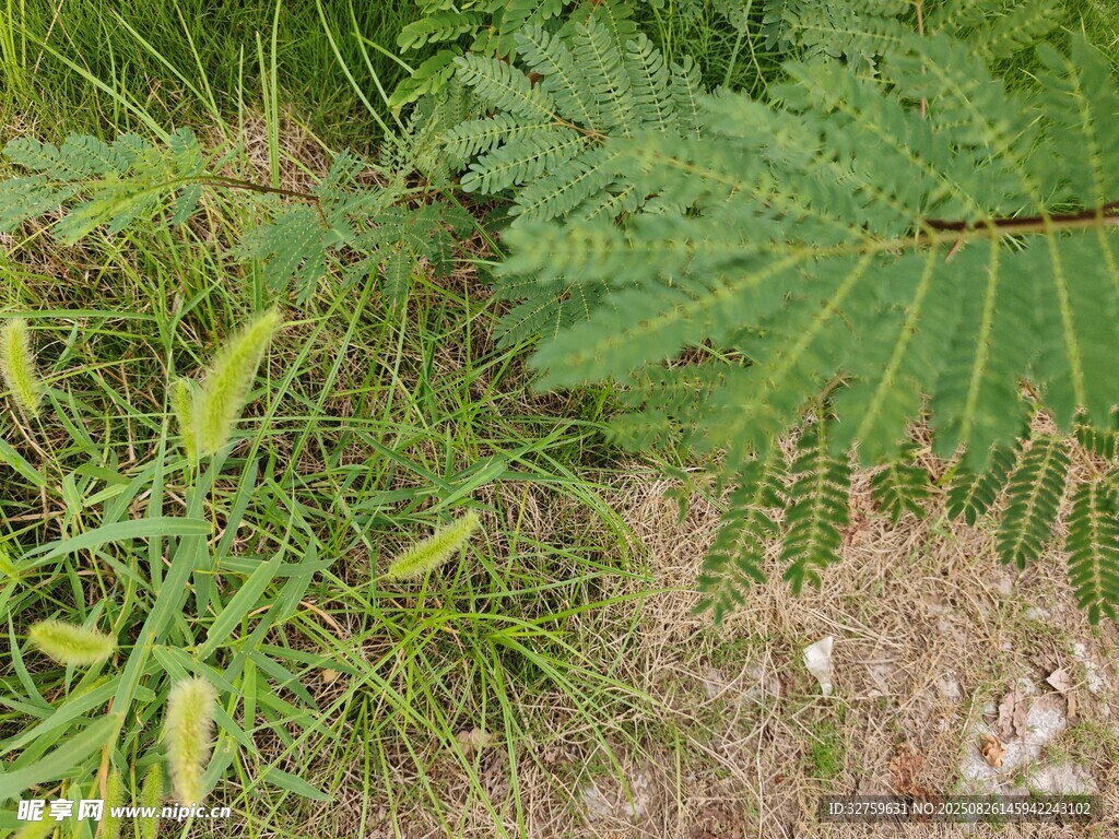 地面蕨類植物與雜草景象