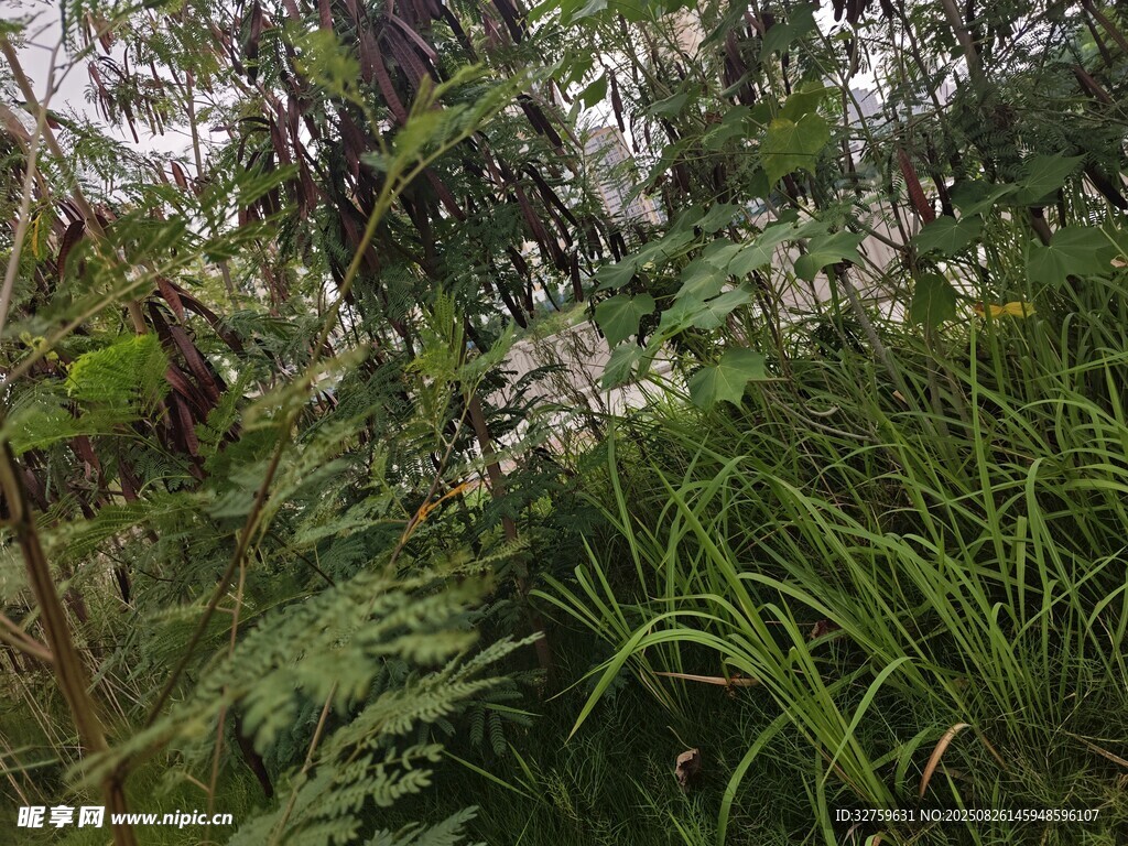 繁茂綠植的自然景象