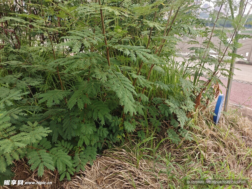 野外繁茂綠植景象