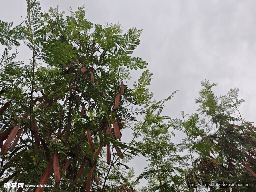 枝頭掛著的莢果植物