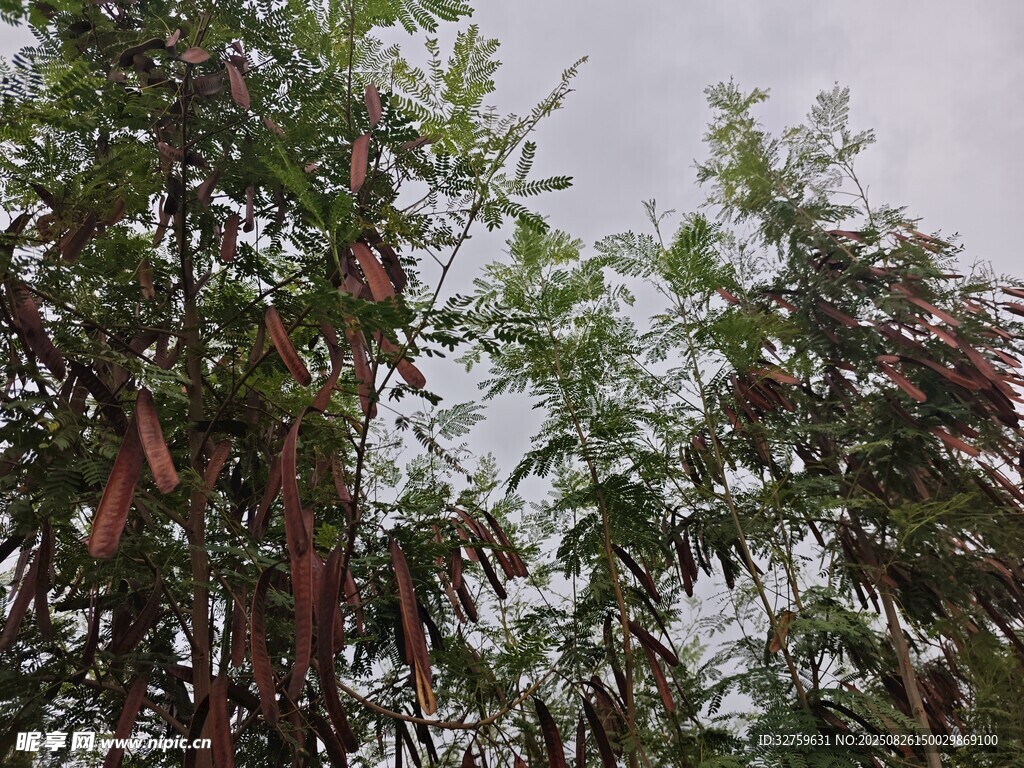 茂密樹林中的高大樹木