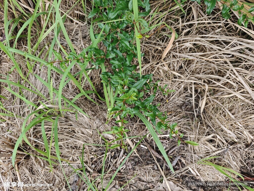 田間嫩綠雜草