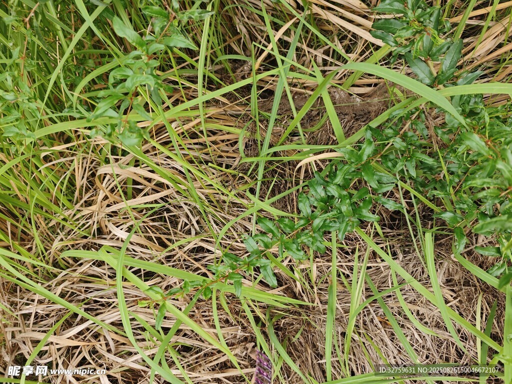 地面上的綠色植物
