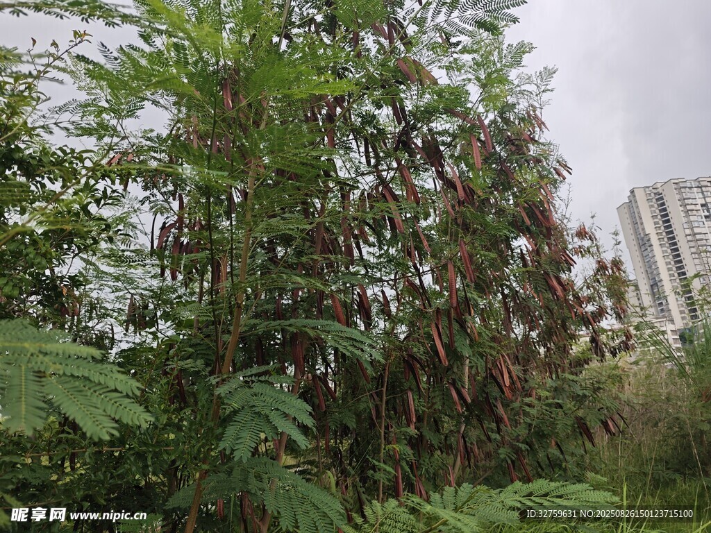城市邊的繁茂綠植景觀