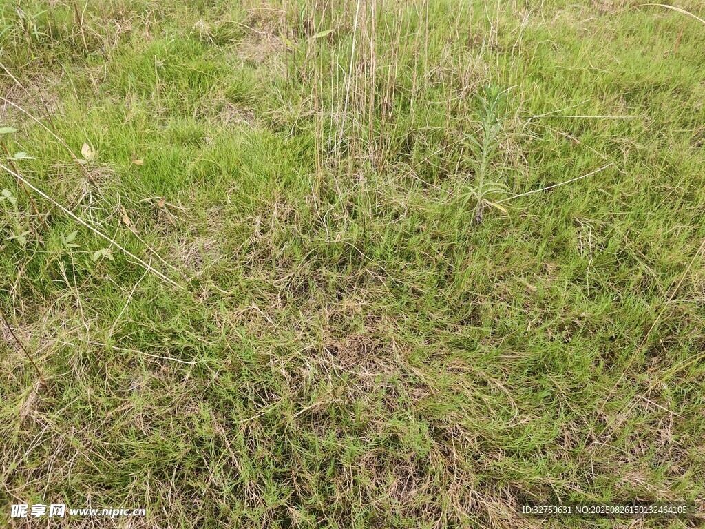 翠綠草地盡顯自然生機