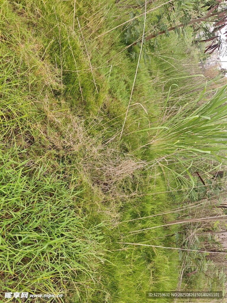 山坡上的茂盛綠色植被