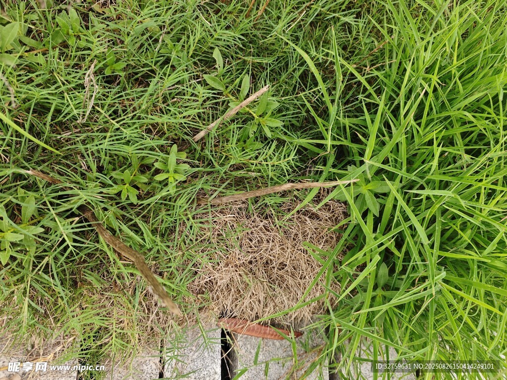 石板旁的翠綠野草