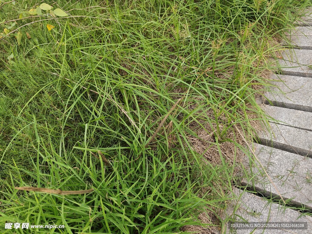 木棧道旁的翠綠野草