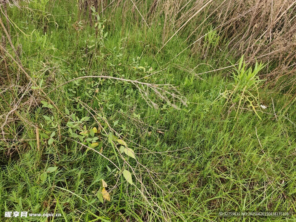 野外繁茂的綠色植物