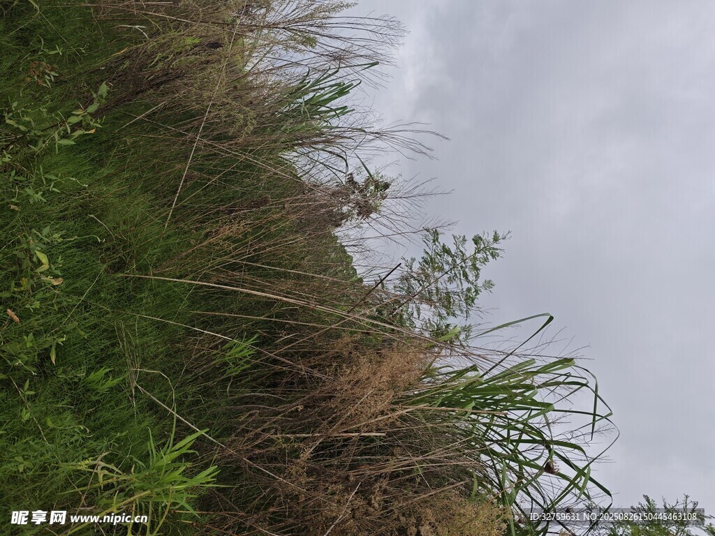 山坡上的綠植與朦朧天空