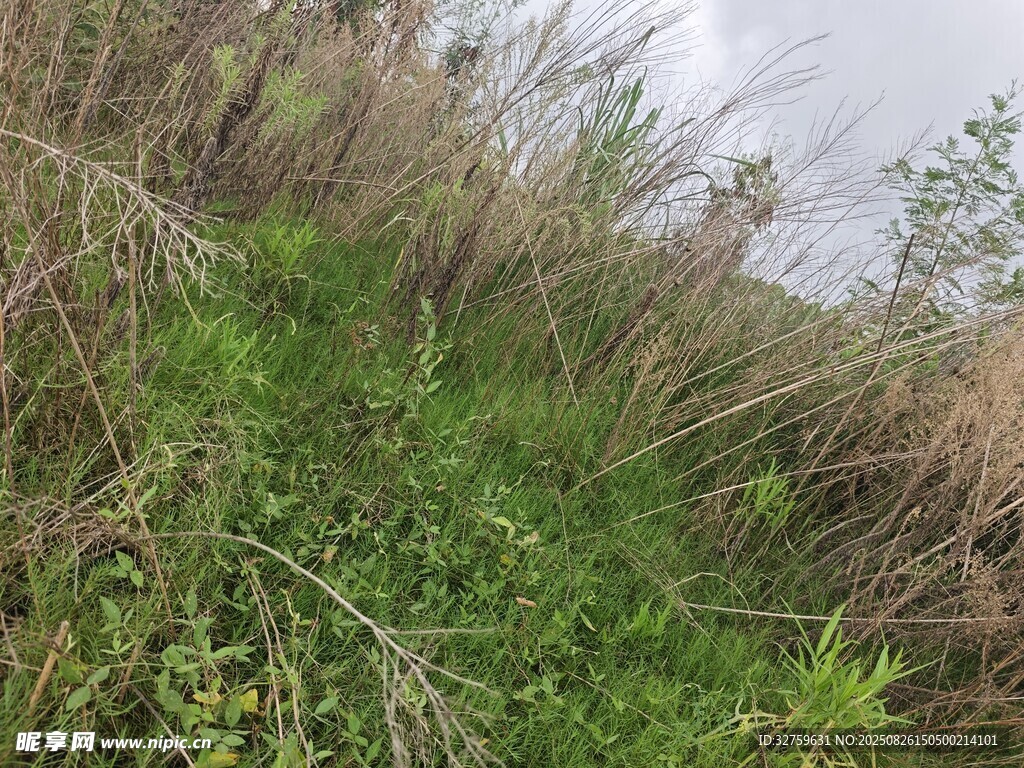 野外繁茂的草地景象
