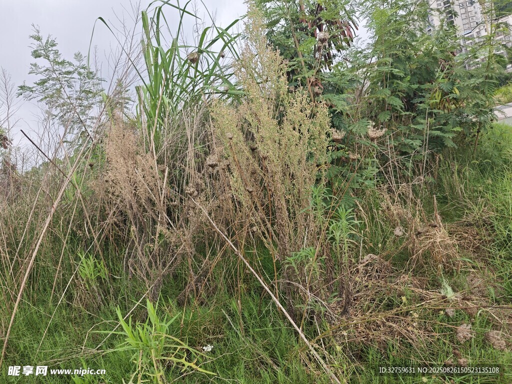 野外叢生的繁茂綠色植物