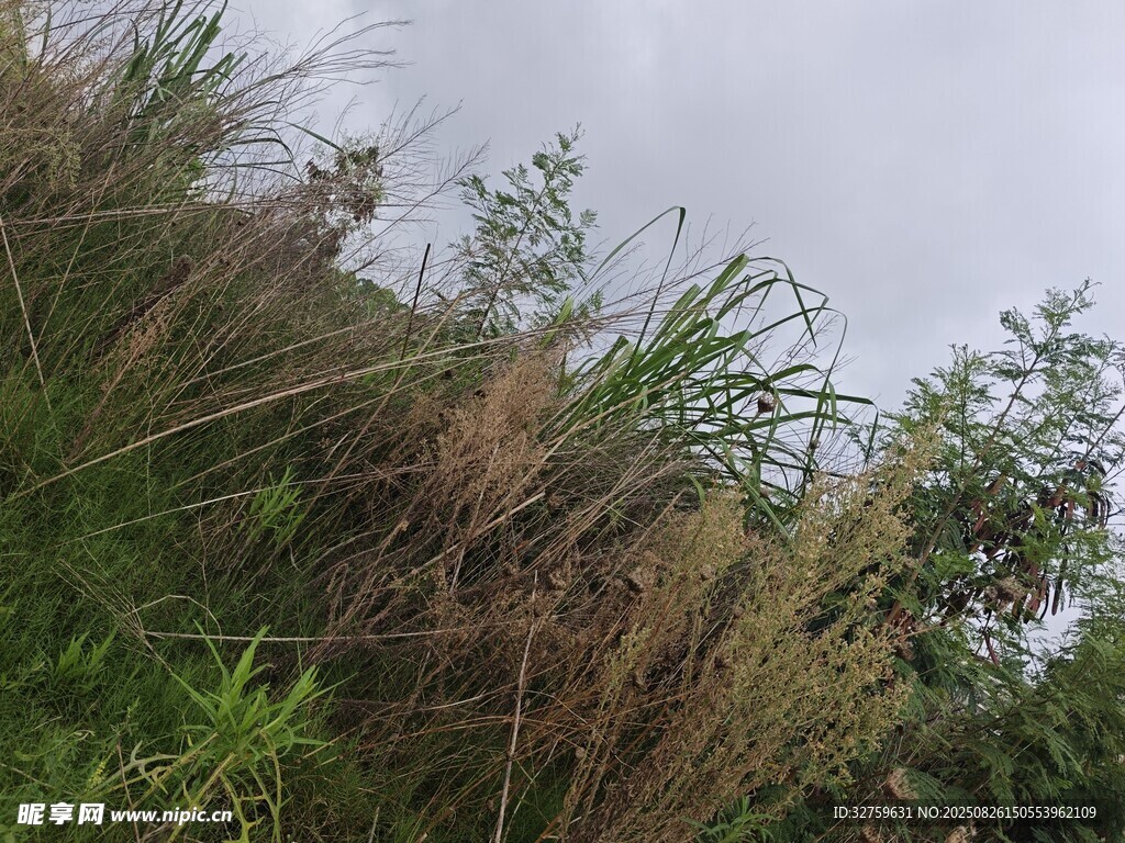 山坡上的繁茂草木