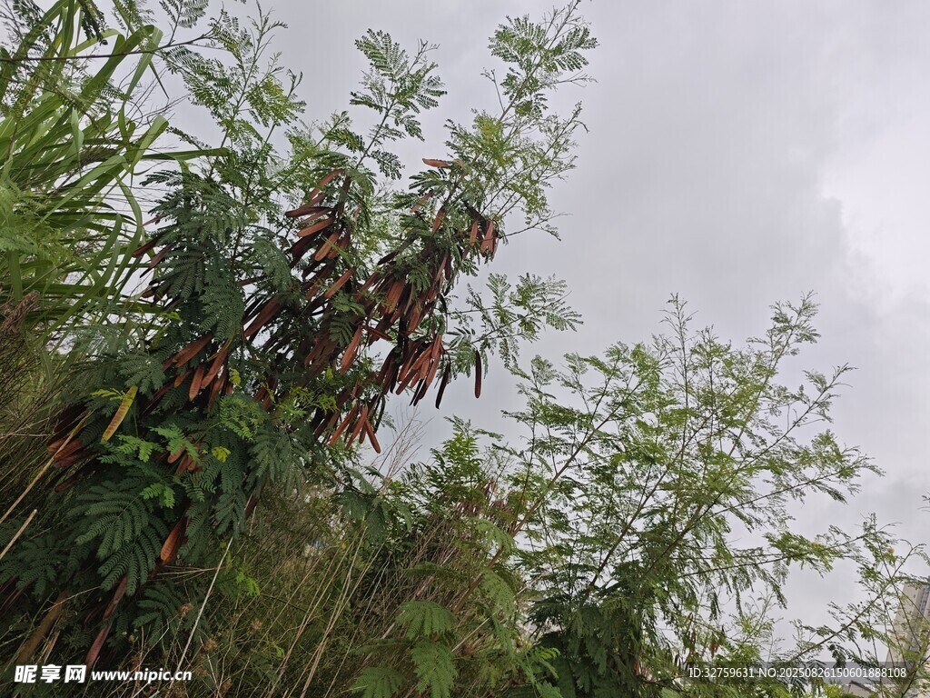 野外繁茂綠植景象