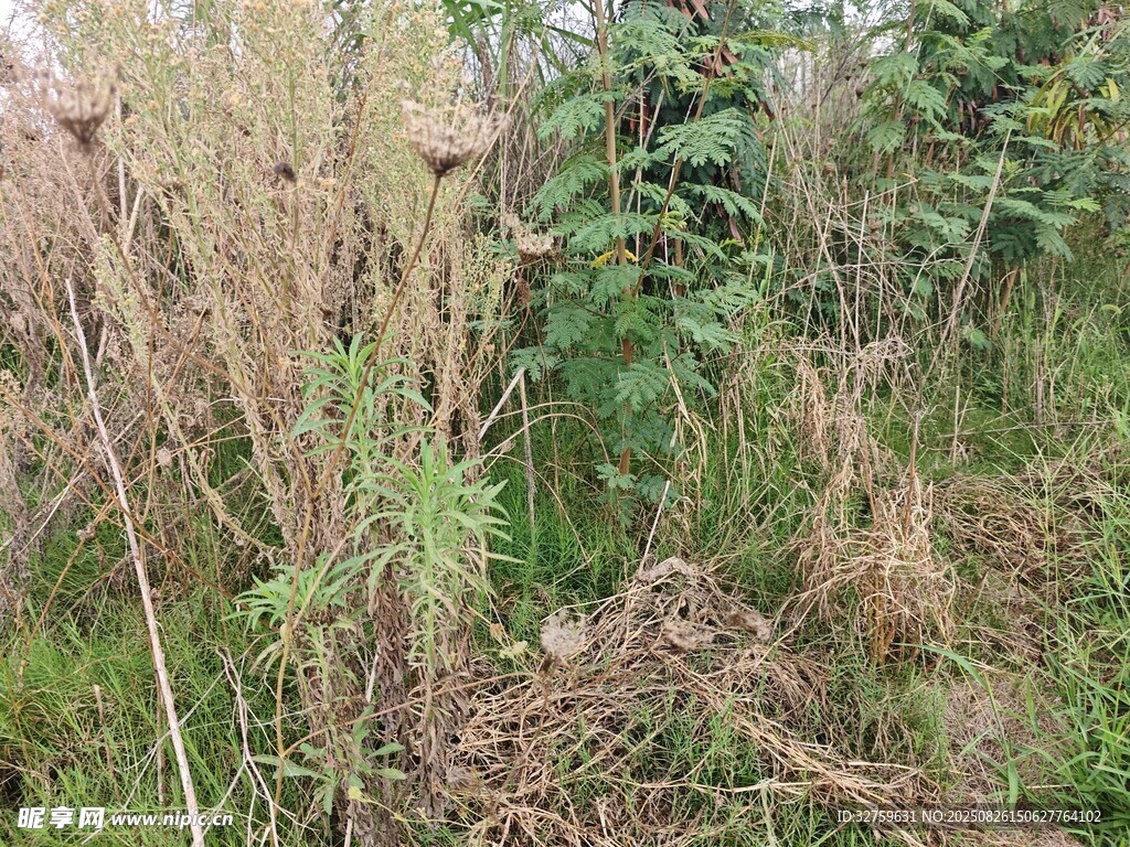 野外雜草叢生景象