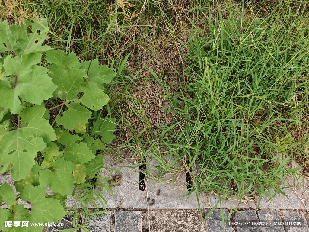 墻邊綠植與縫隙中的生機(jī)