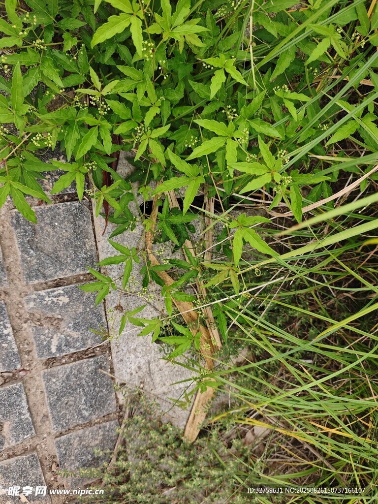 石板旁的翠綠植物