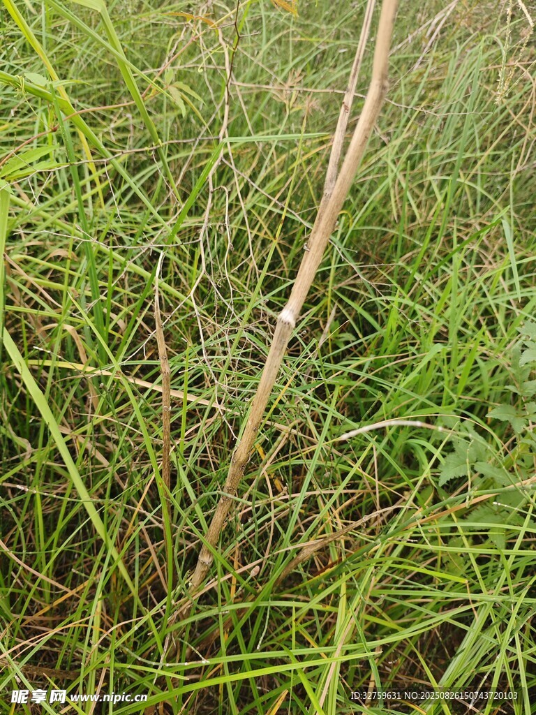 草叢中的細長植物莖干
