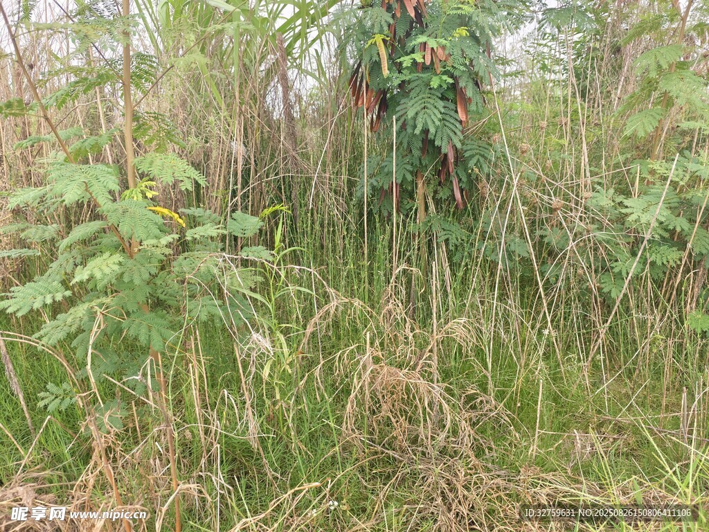 野外茂密草叢與綠植景觀
