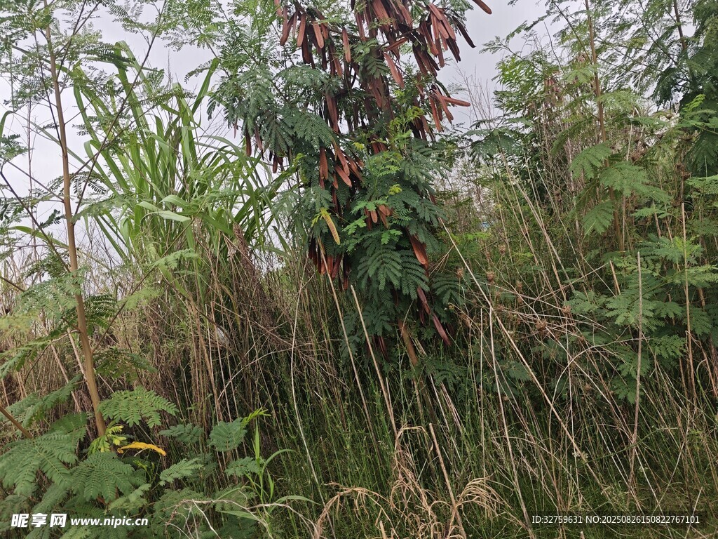 野外繁茂的各類植物