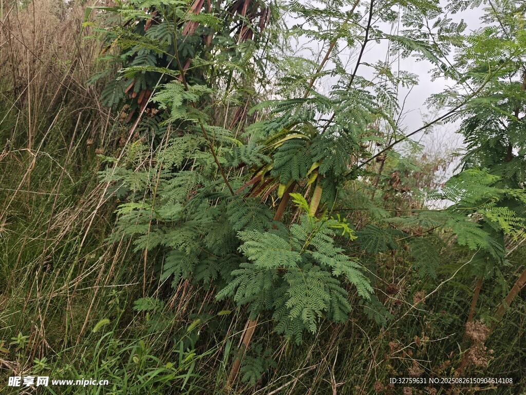 野外叢生的綠色植物