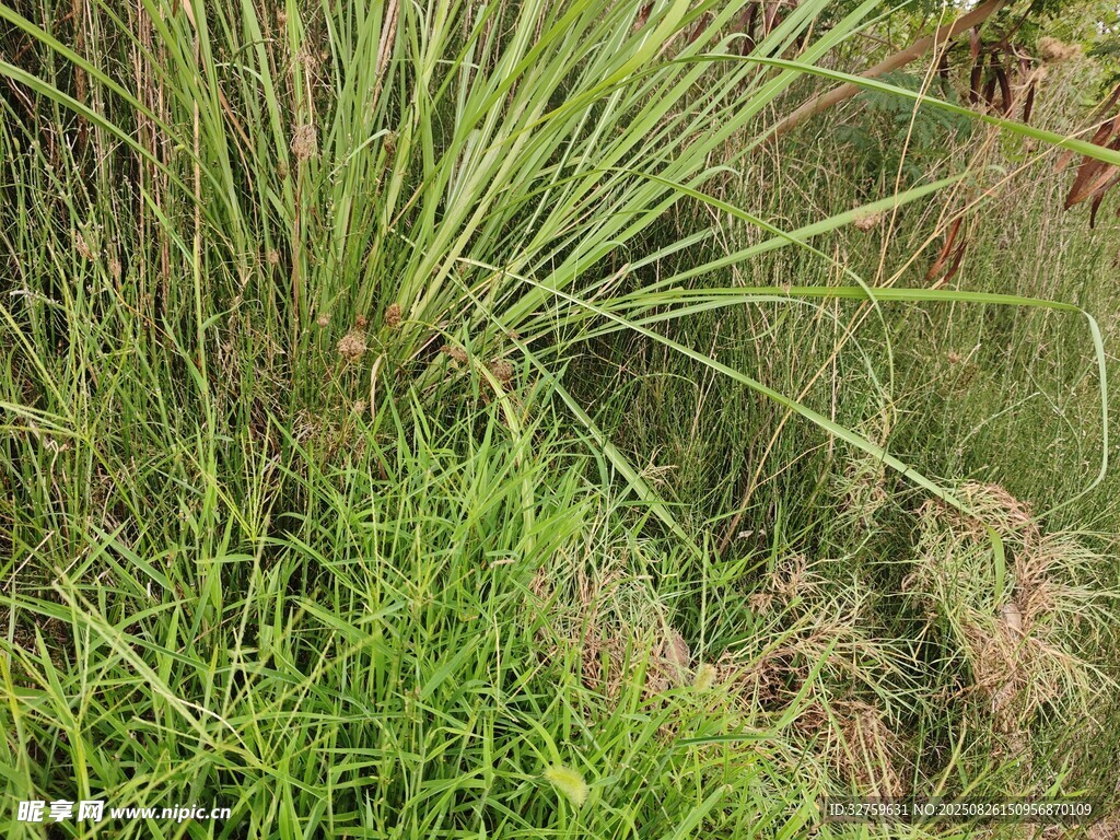 野外叢生的綠色草本植物