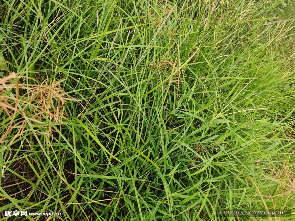 茂盛的綠色草叢
