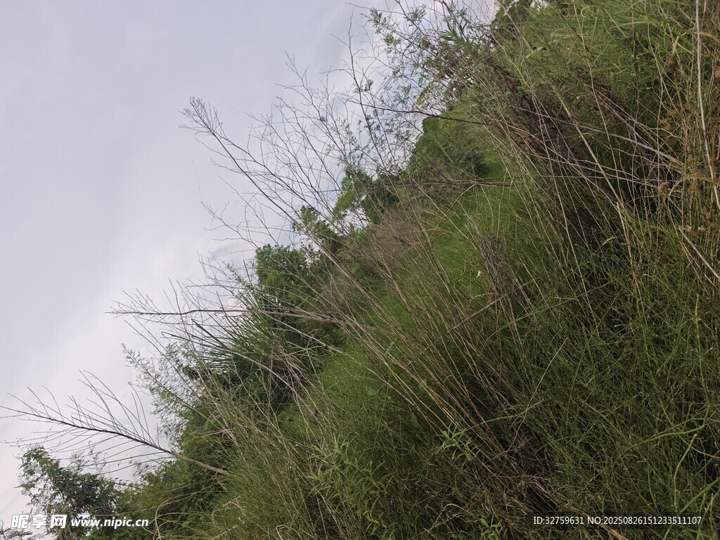 野外叢生的綠色野草