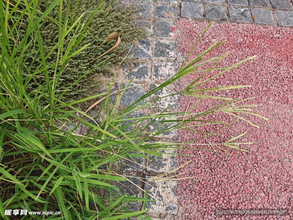 路邊綠植與紅色路面景觀