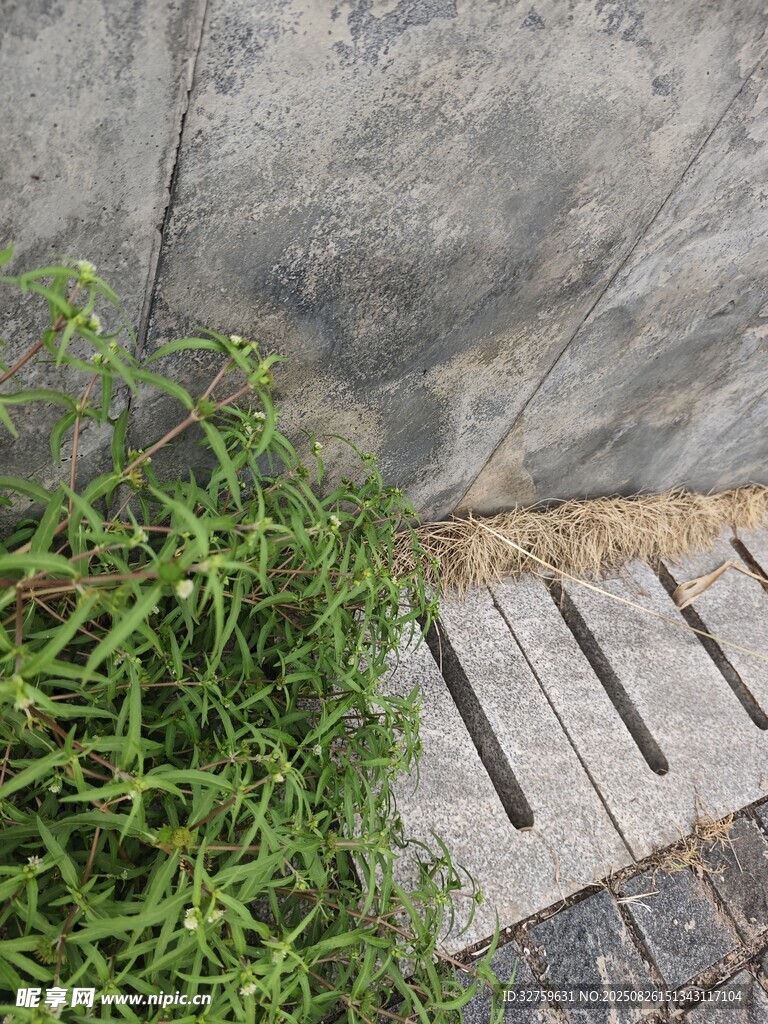 墻邊綠植與石板路