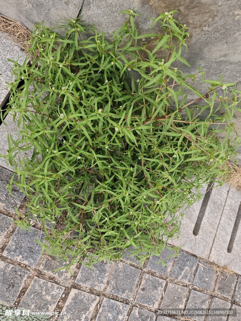 地面上的一叢嫩綠青草