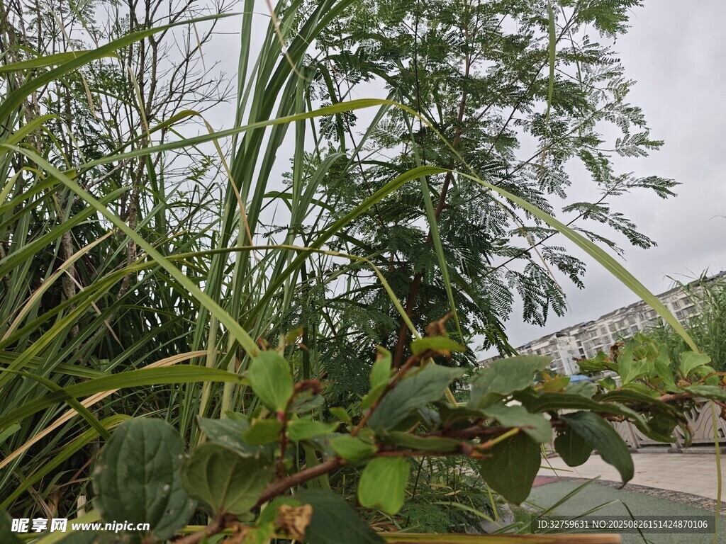 戶外繁茂綠植景觀