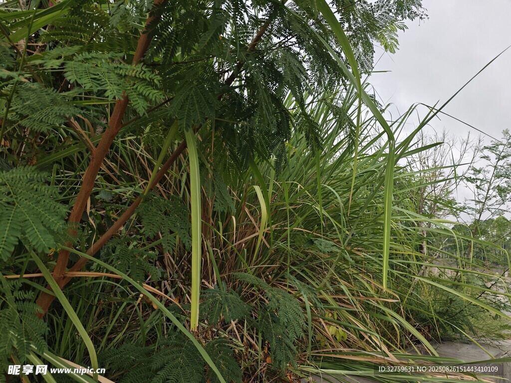 野外繁茂的叢生植物