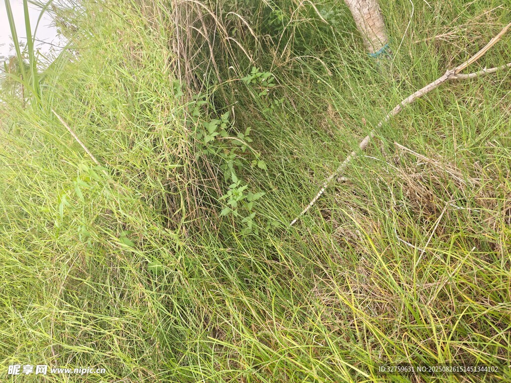 野外茂盛草叢景象