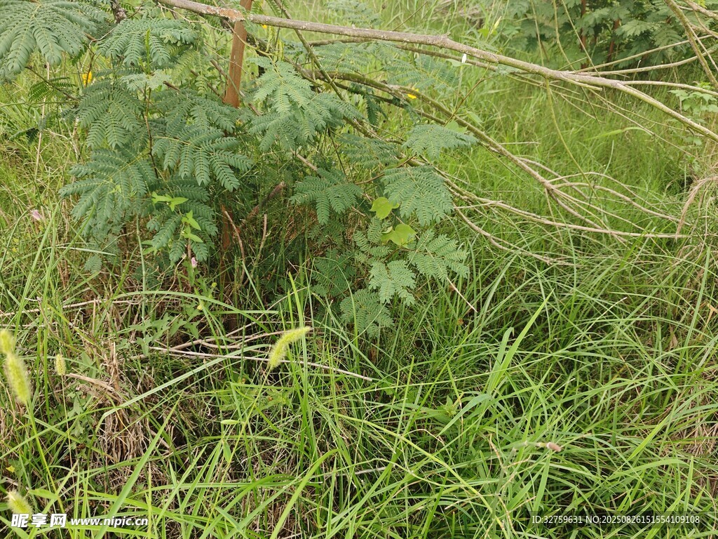 草叢中的綠色植物