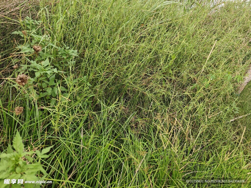 野外茂盛的綠色草叢